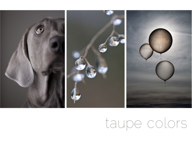 taupe colors - by Myra Madeleine