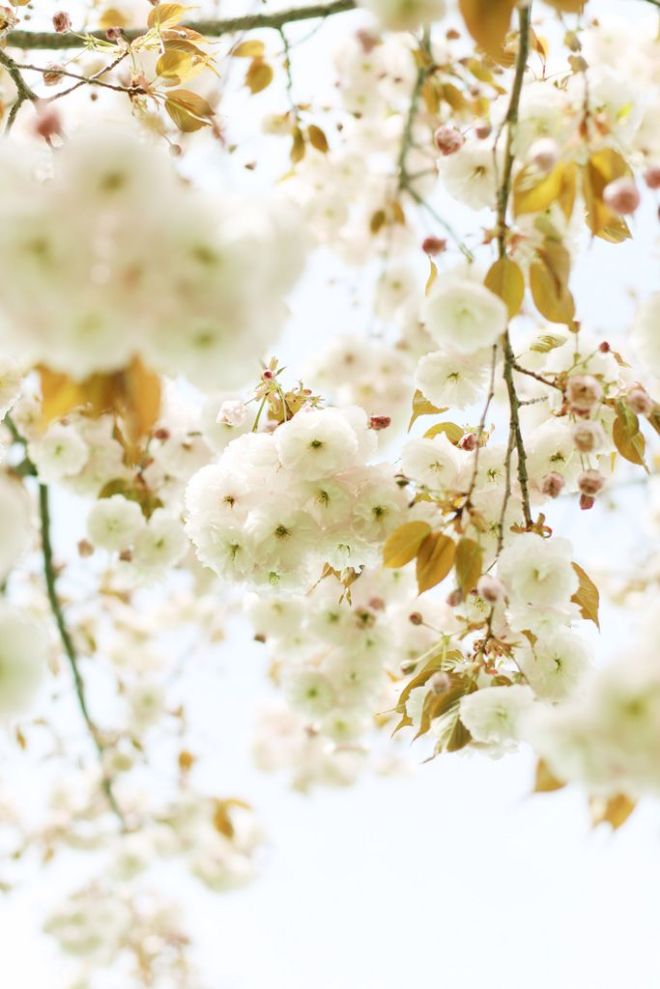 Hello Spring | Myra Madeleine