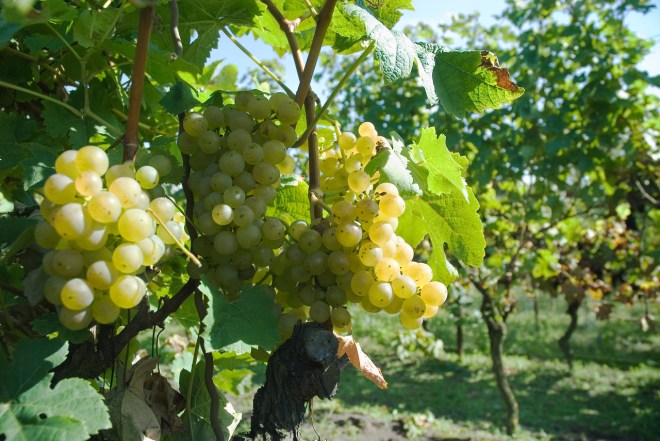 wijngaard de linie Brabant wijn