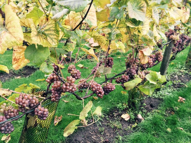 domaine d´heerstaayen