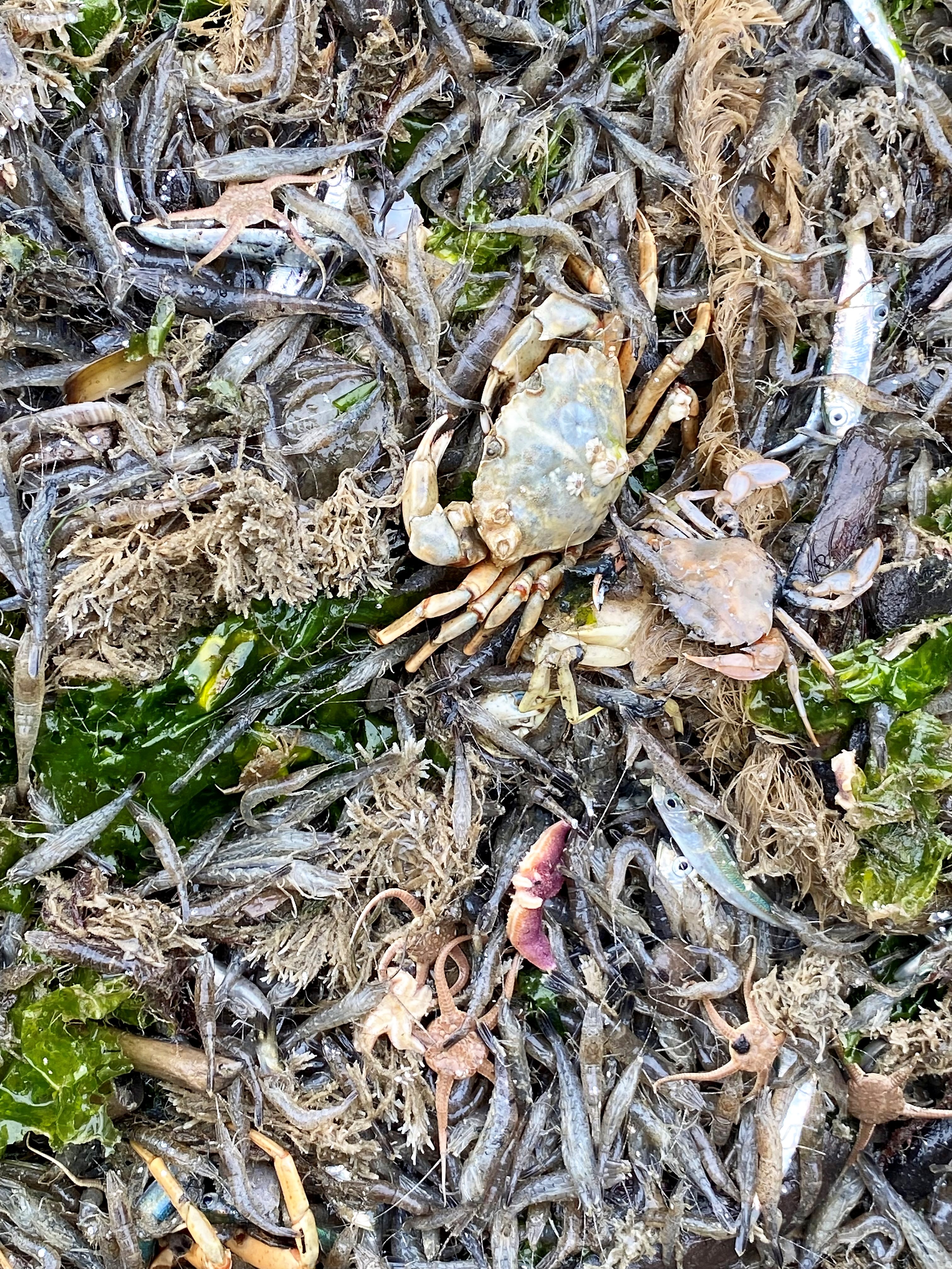 garnalen vissen texel tx10tx20