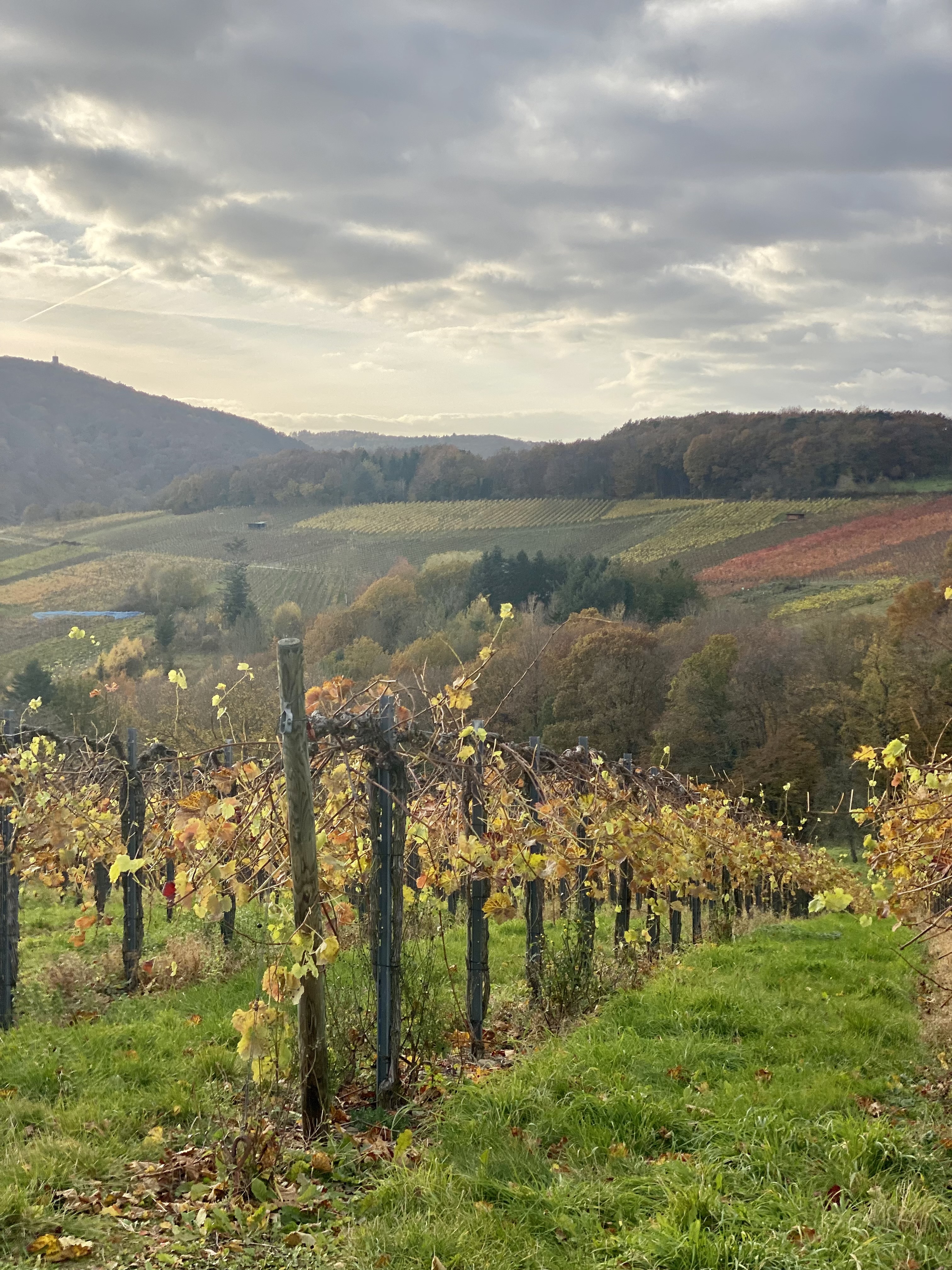 het ahrdal, pinot madeleine paradijs