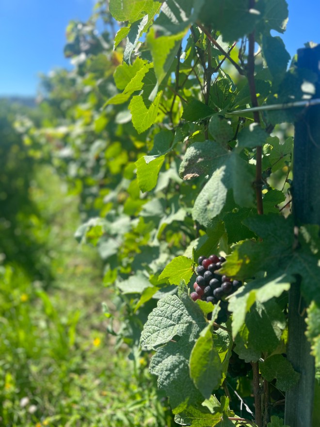 Route du Champagne tussen Epernay en Reims